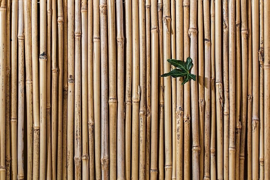 bamboo