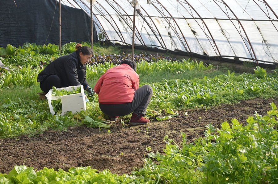 Chinese Greenhouse