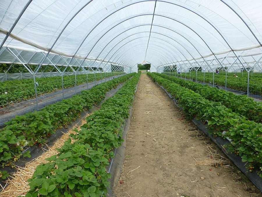 Greenhouse Insulation