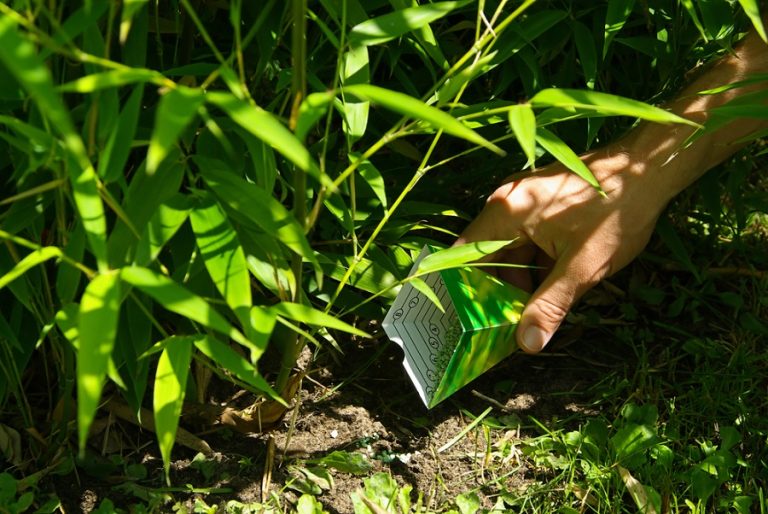 How to Grow Bamboo of All Types the Right Way