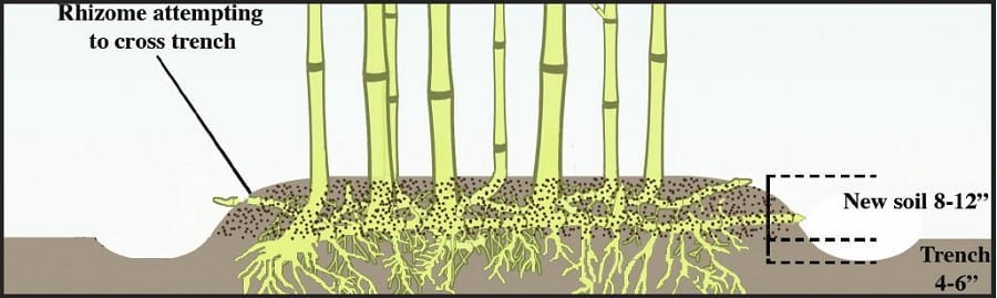rhizomes and roots