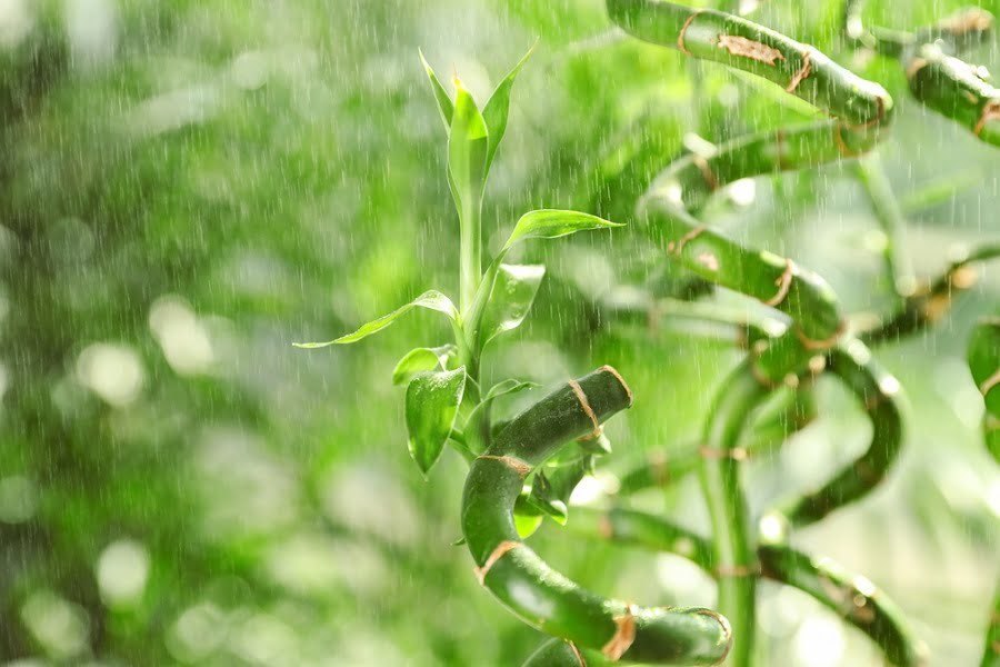 bamboo watering