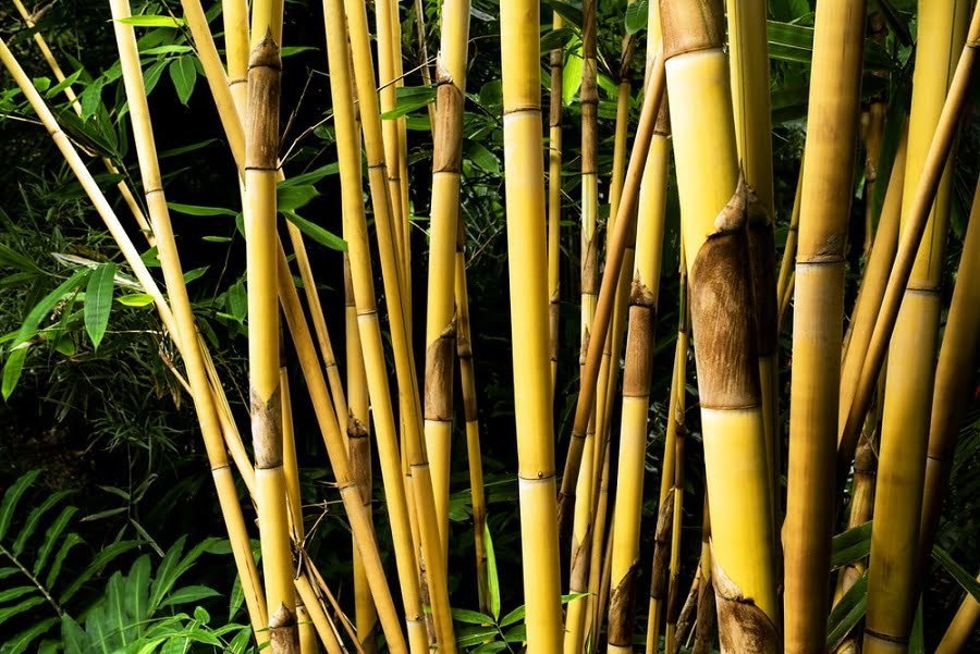 bamboo