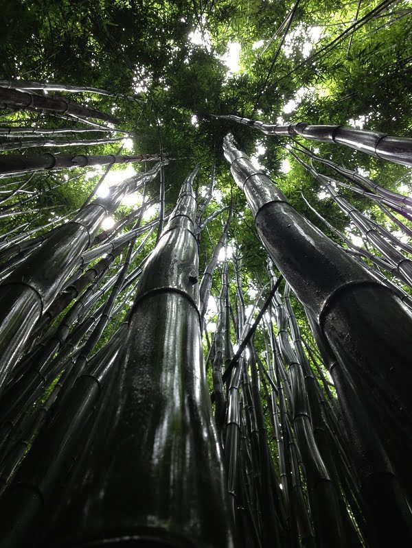 giant bamboo