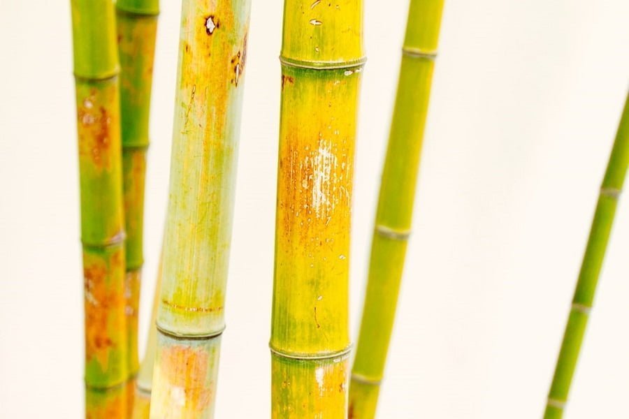 yellow bamboo