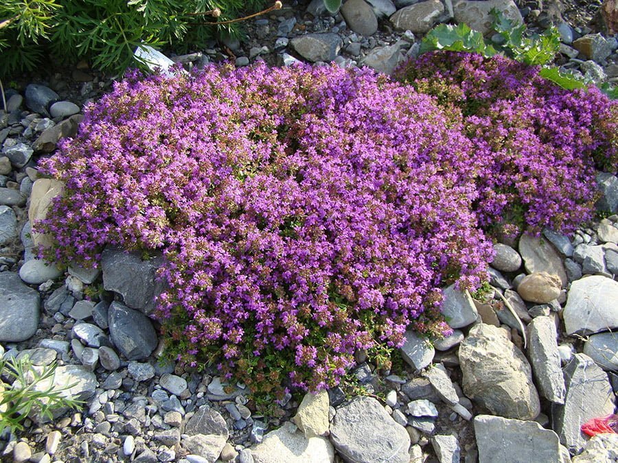 creeping thyme yard