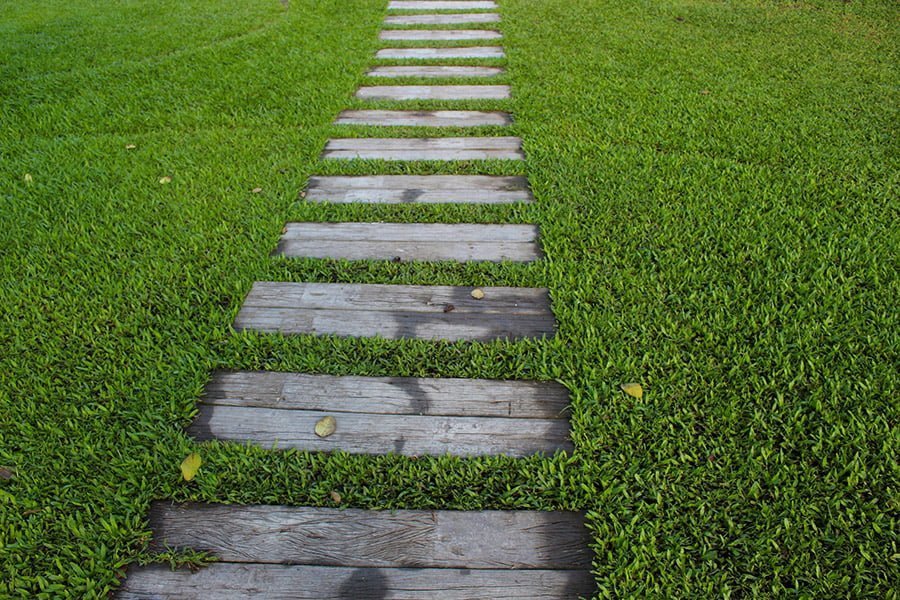 Ground cover plants you can walk on