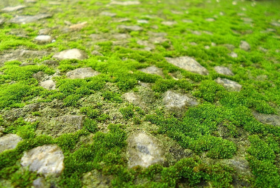 Moss ground cover