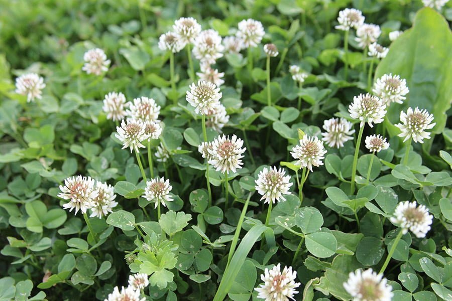 White clover 