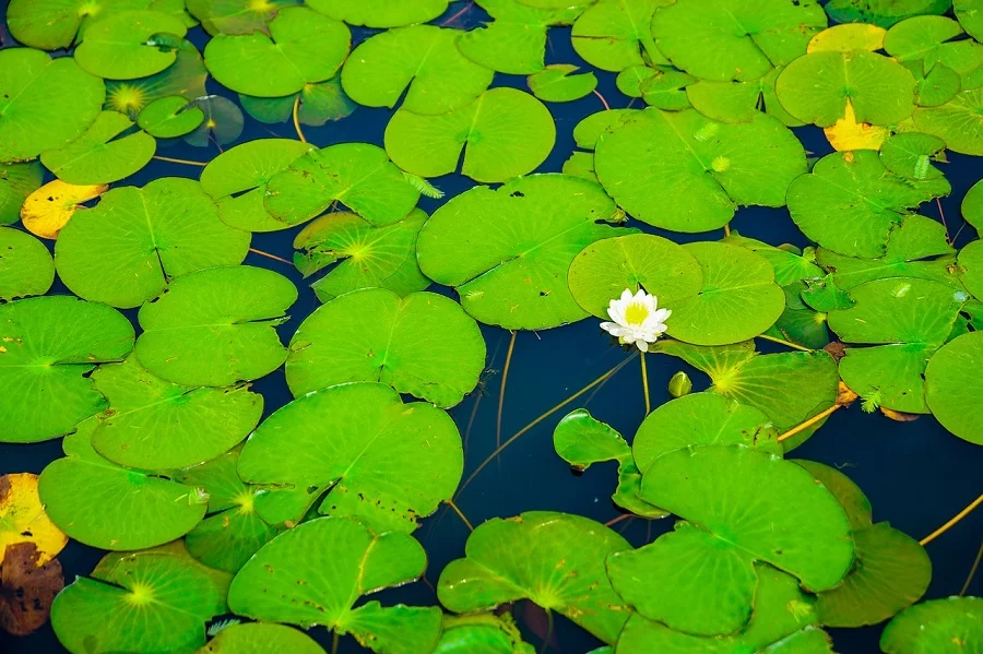 pool plants