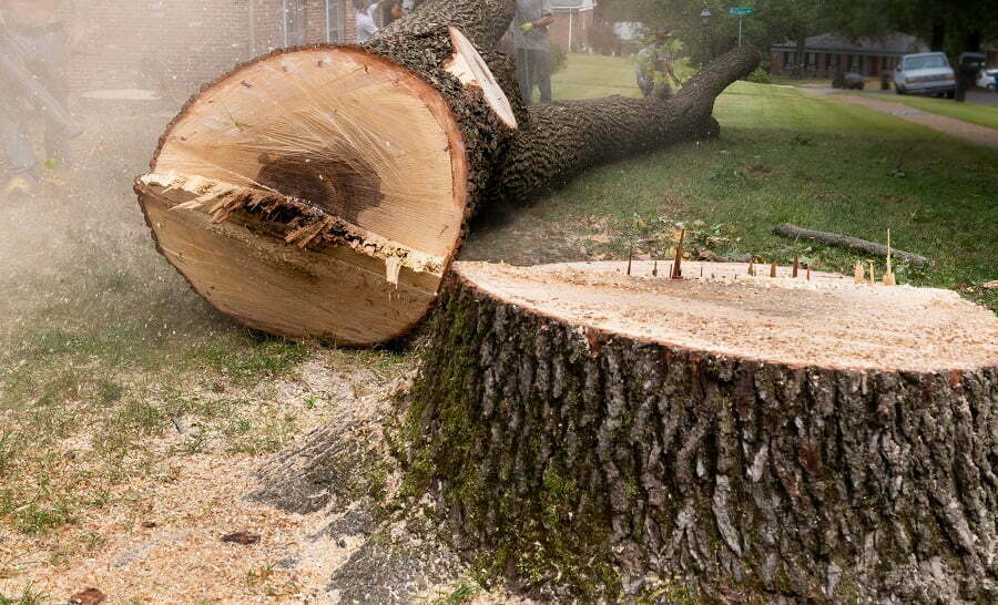 tree cut