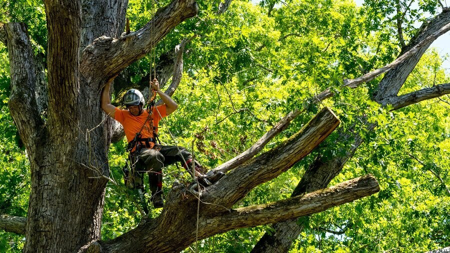 tree worker