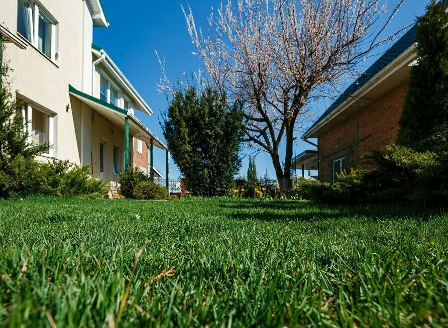 backyard trees