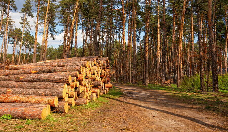 What Wood is Biodegradable?