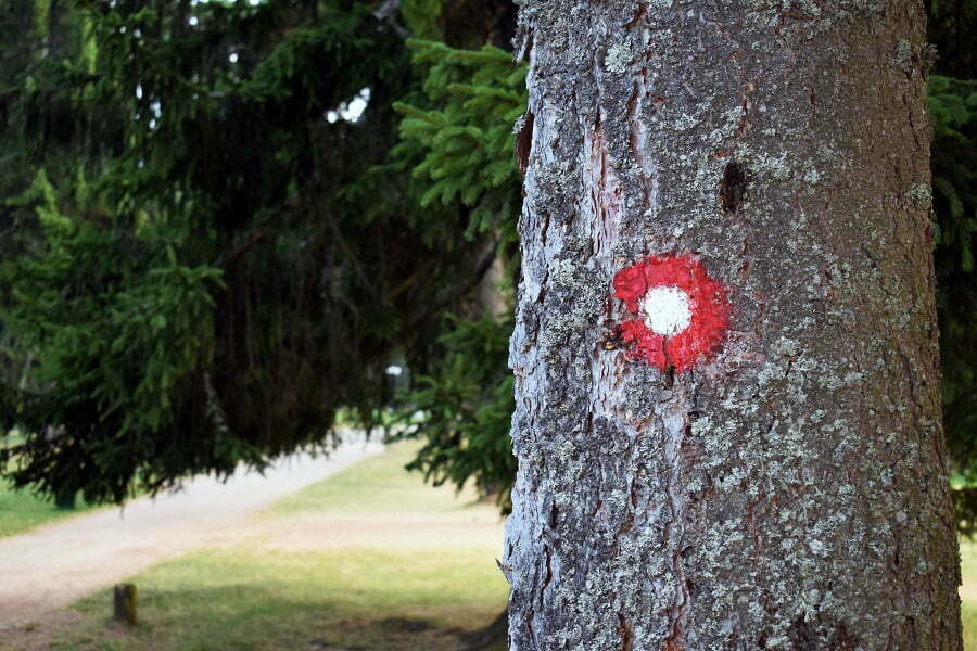 marked tree