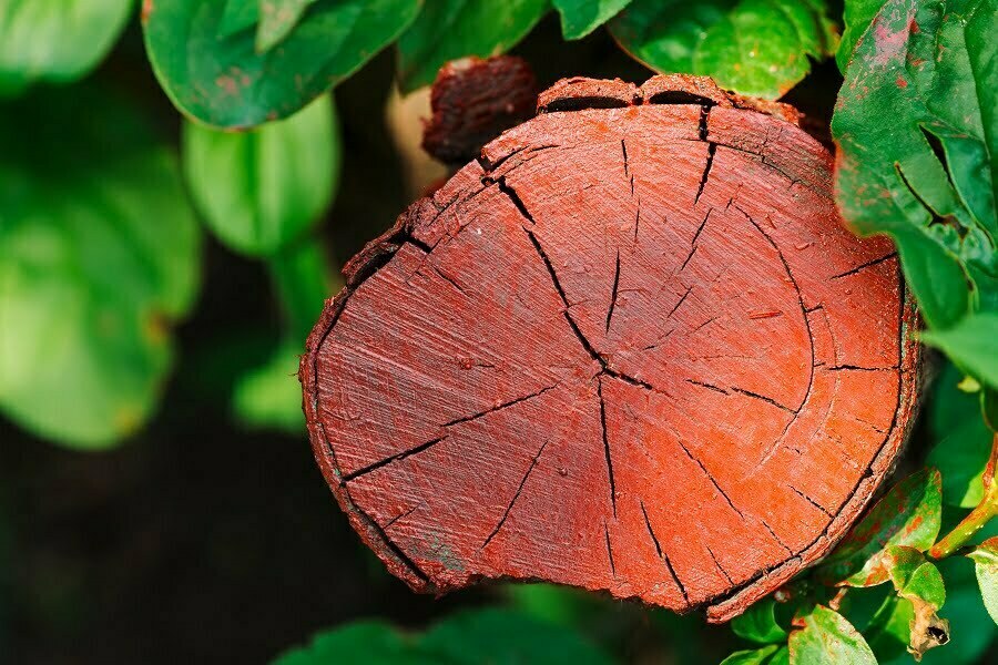 painted log