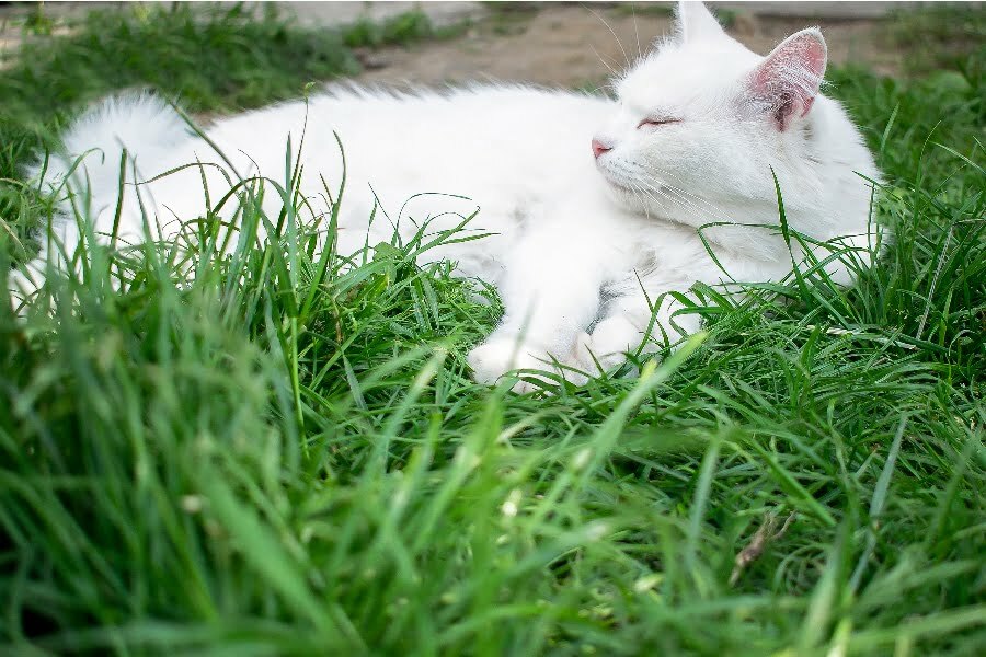 cat in grass