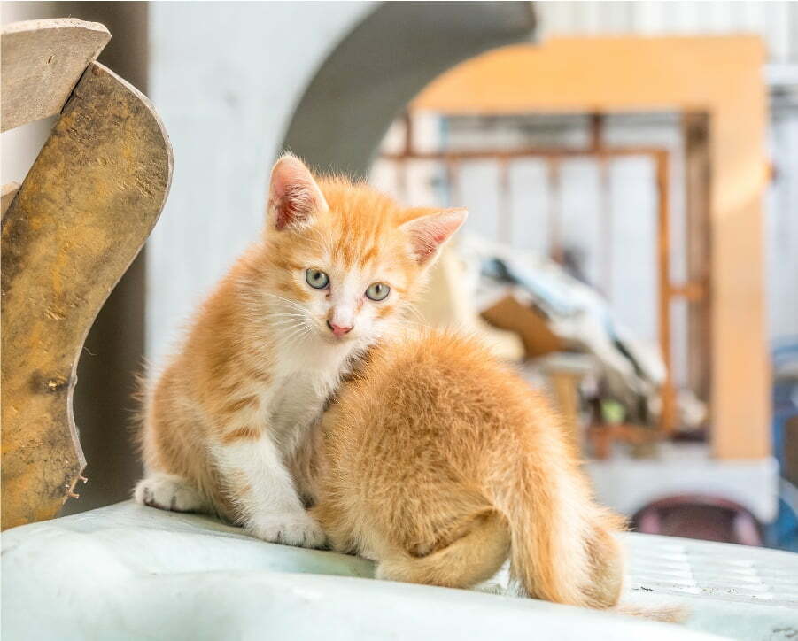 kitten playing