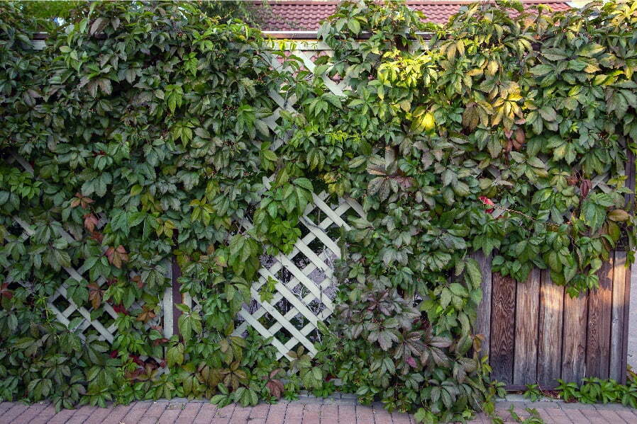 garden trellis