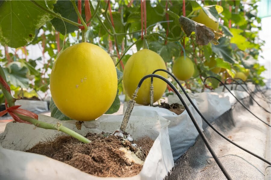 smart garden system