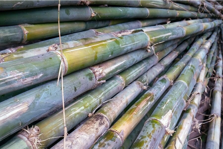bamboo sustainable construction