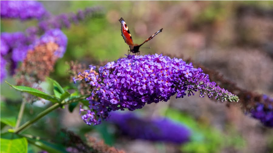 buddleia bush