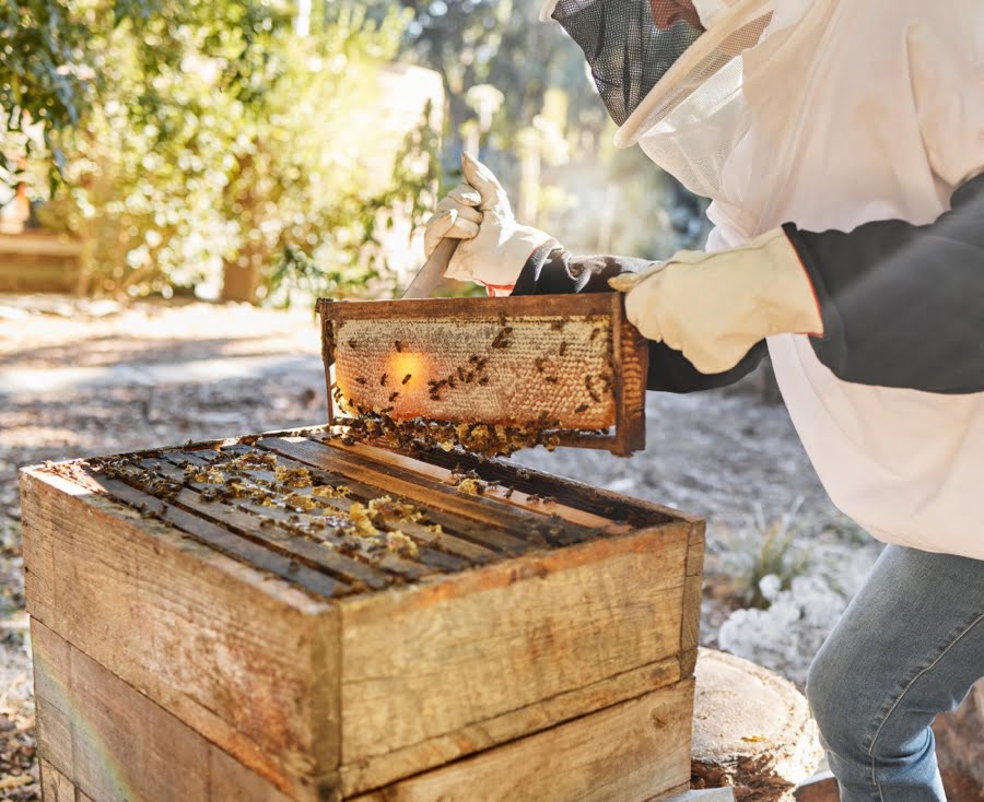 backyard beehive