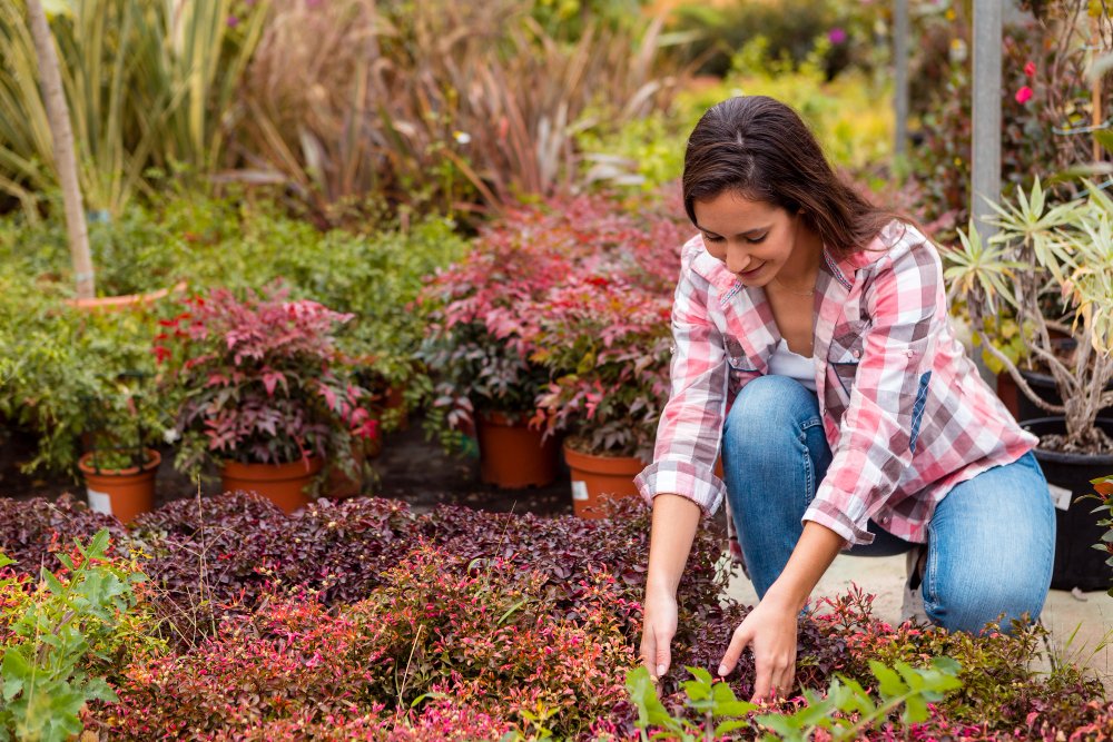 Plant Native Plants in Your Flower Beds