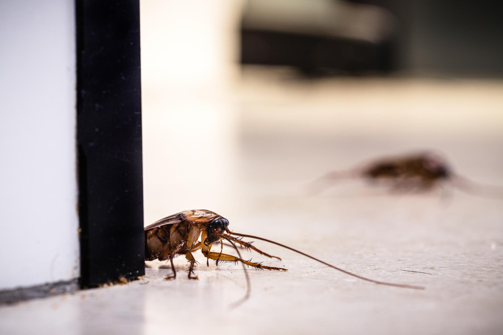Identifying Common Household Pests
