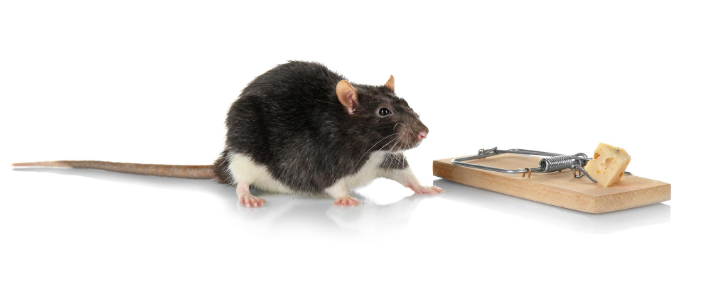 Consider Installing a Pest Preventative System