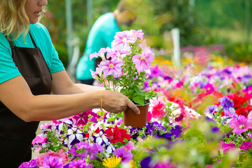 Plant a Variety of Flowers for Continuous Blooming
