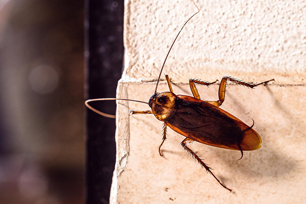 Understanding Pests and Infestations