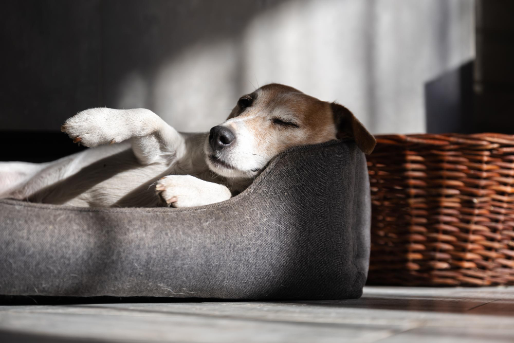 The Advantages of Investing in a Large Dog Bed