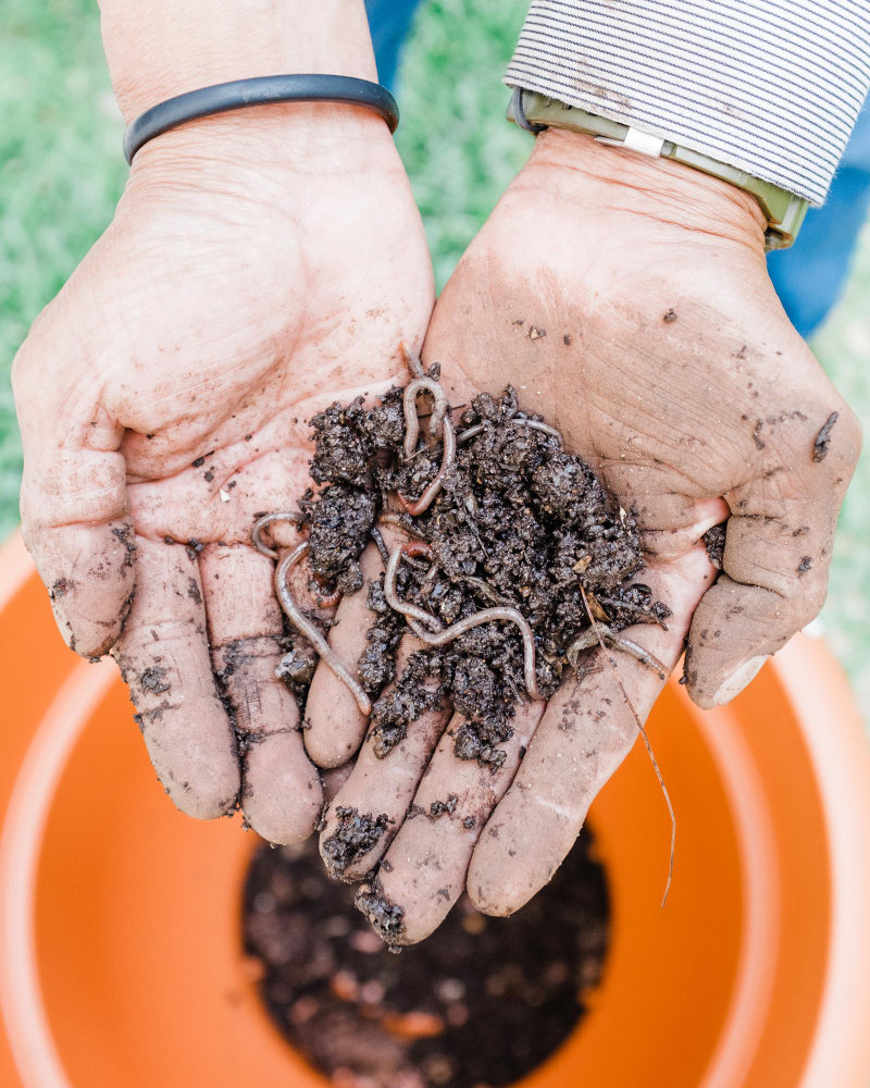 How to Start a Worm Farm at Home