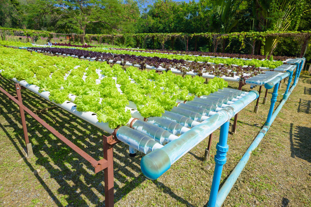 Space Efficiency of Hydroponics